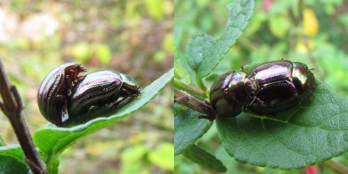 Réf. 269 017 : Chrysolina americana